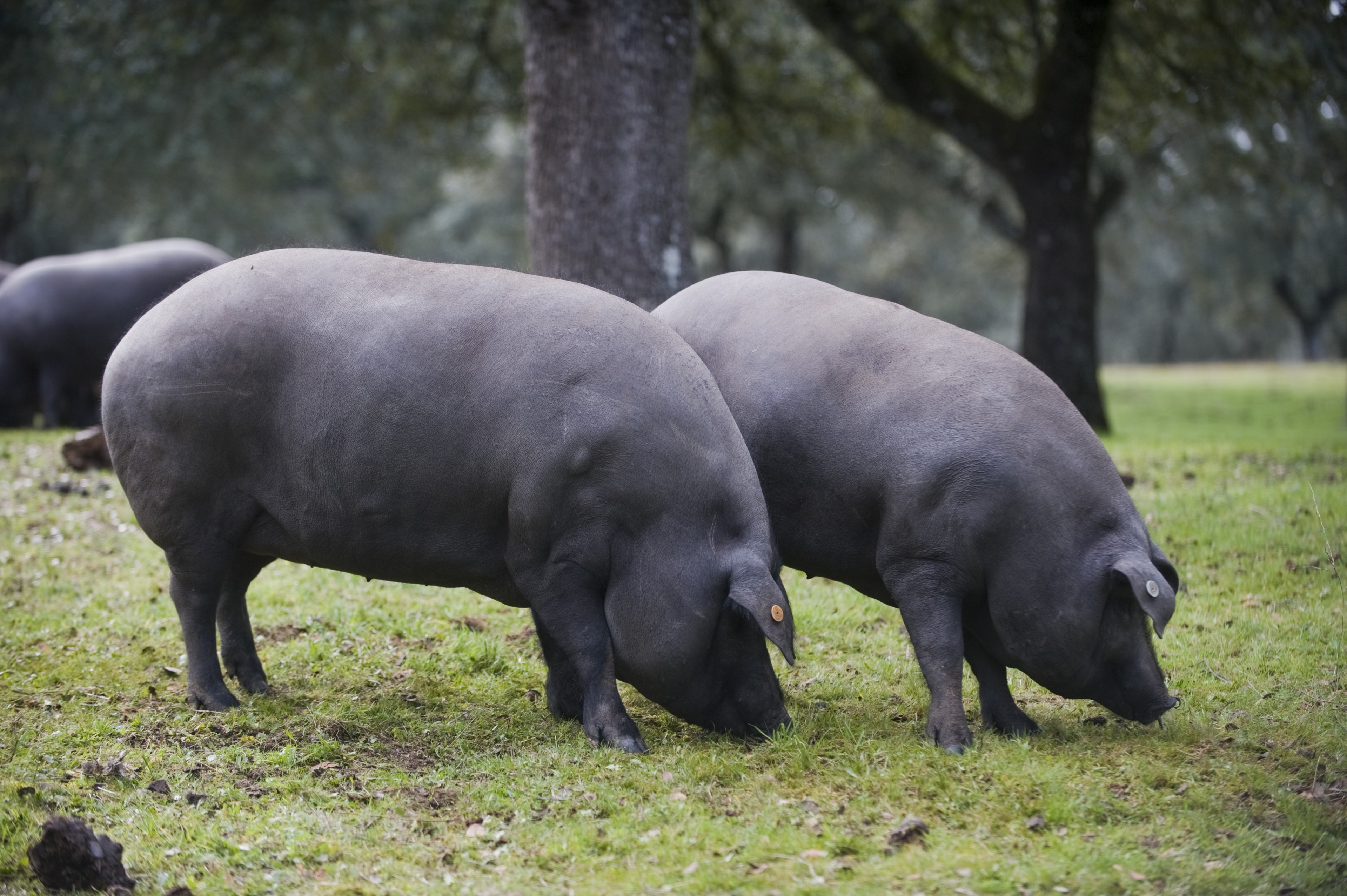 The Black Iberian Pork Pata Negra